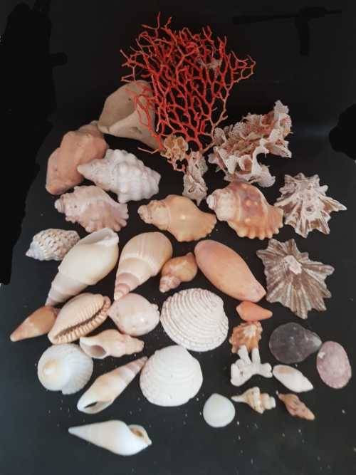 Sea Shells & rare redsea grass from Jeffreys Bay (cleaned handpicked) beach, driftwood, fish aqarium