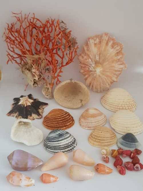 Sea Shells & rare redsea grass from Jeffreys Bay (cleaned handpicked) beach, driftwood, fish aqarium