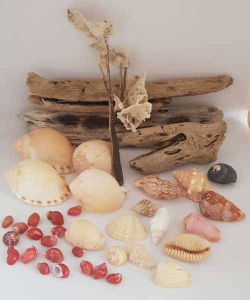 Sea Shells & rare sea grass from Jeffreys Bay (cleaned handpicked) beach, driftwood, fish aqarium