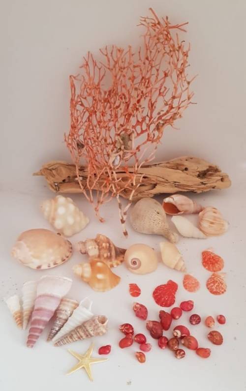 Sea Shells & rare redsea grass from Jeffreys Bay (cleaned handpicked) beach, driftwood, fish aqarium