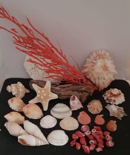 Sea Shells & rare redsea grass from Jeffreys Bay (cleaned handpicked) beach, driftwood, fish aqarium