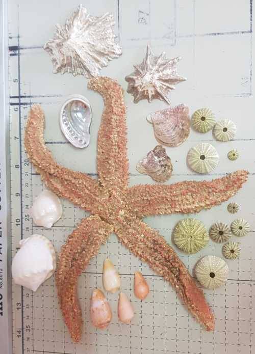 Seashells