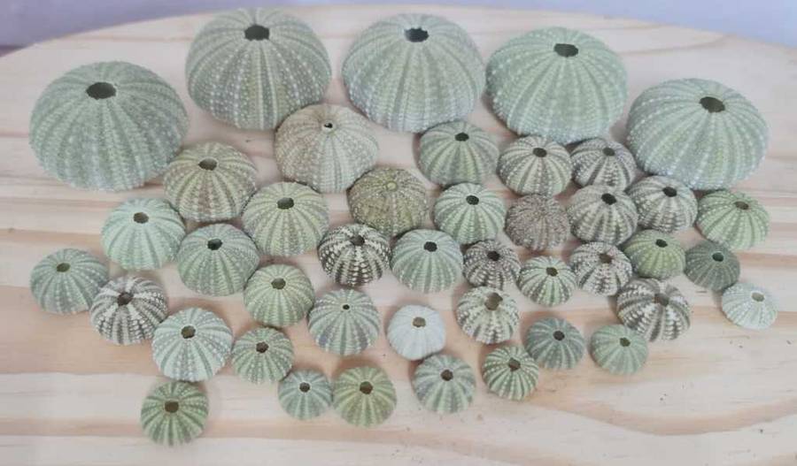 Urchins sea shells