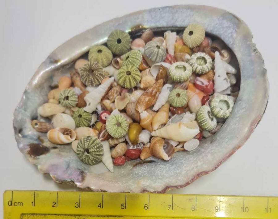 sea shells small mixed