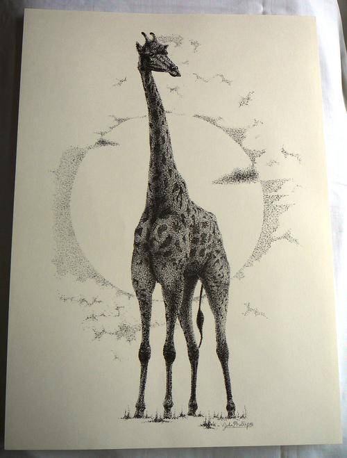 Giraffe A Print by John Phillips