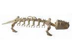 Battle bones