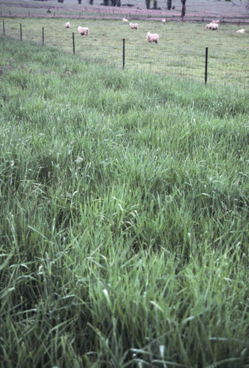 Russian Grass (Exelent animal fodder for horses, sheep, cattle ect)