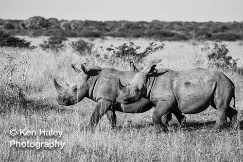 Photography Print - Rhino Patrol (mono) (on photographic paper)