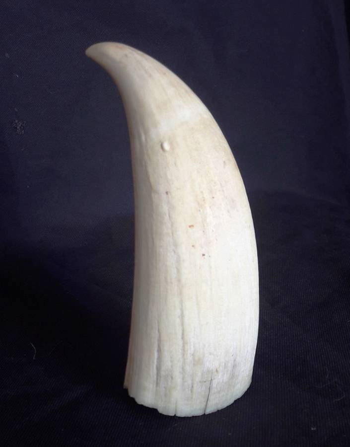 Antique Sperm Whale Tooth