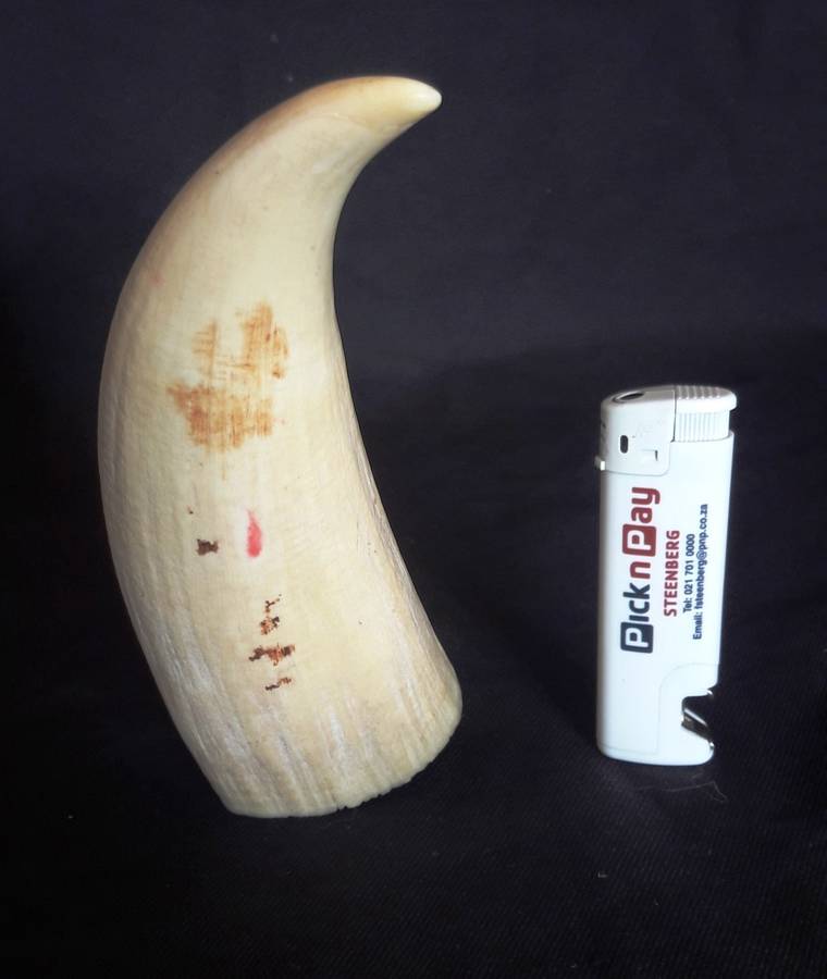 Antique Sperm Whale Tooth