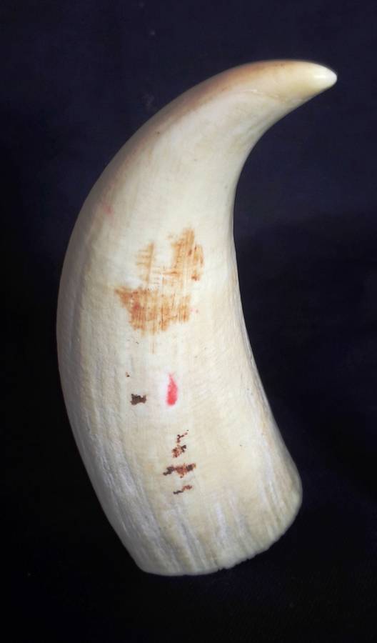 Antique Sperm Whale Tooth