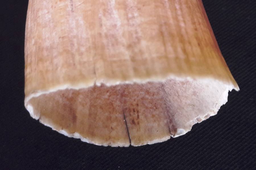 Antique Sperm Whale Tooth