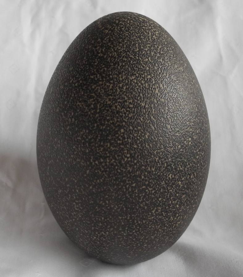 Genuine Emu Egg