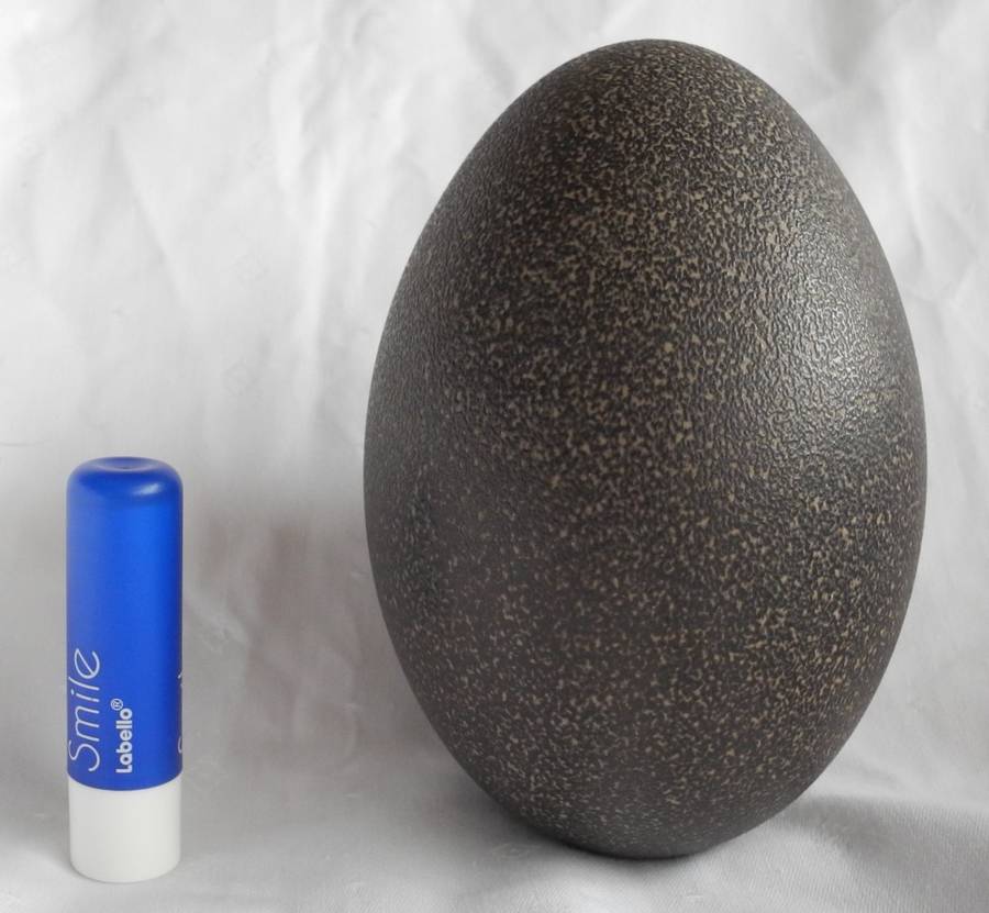 Genuine Emu Egg