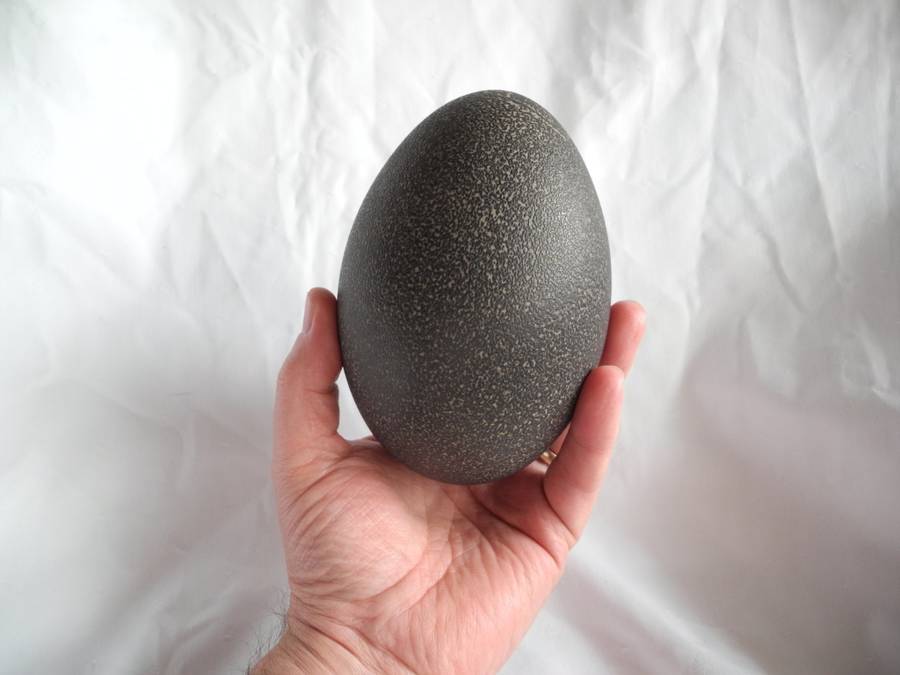 Genuine Emu Egg