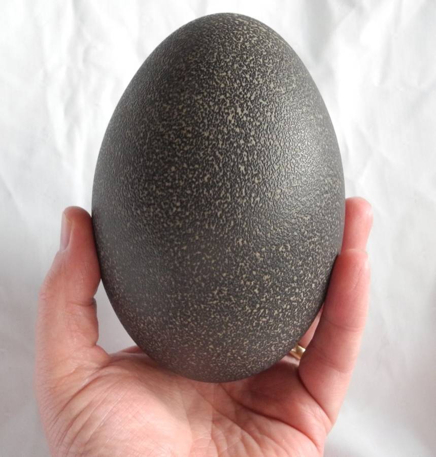Genuine Emu Egg