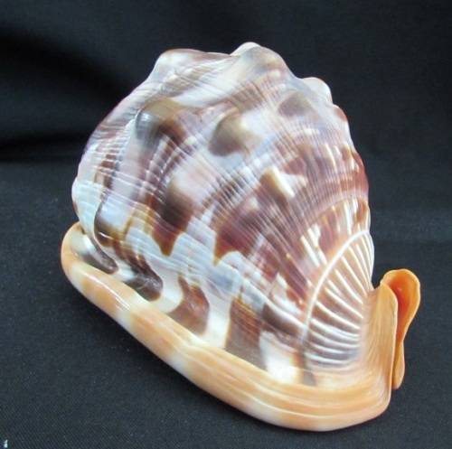 Big Spiral Sea Shell