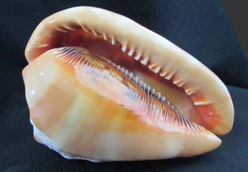 Big Spiral Sea Shell