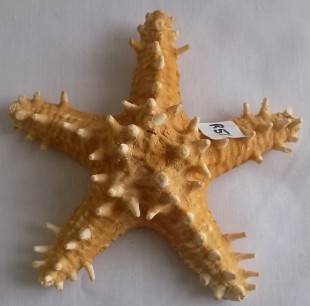 Beautiful Knobbly  Sea Star