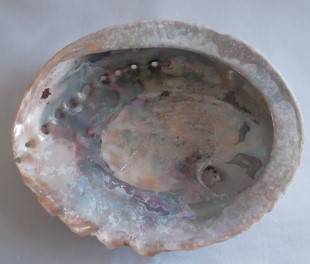 Beautiful Abalone   Sea Shell