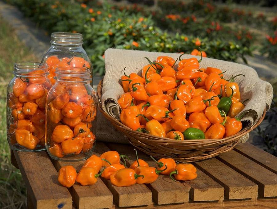 Fresh Habanero Chilli`s 1kg per bid