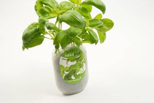 Seedpod Basil (Touch of Ginger/Yuppie Gadgets)