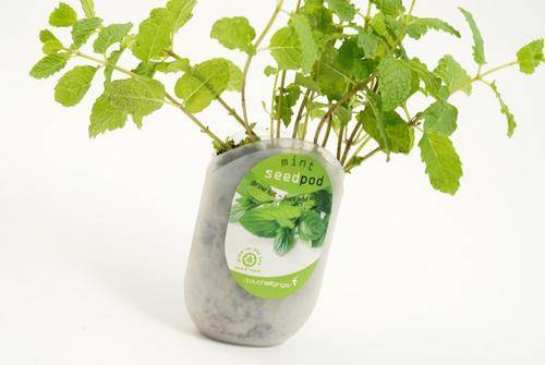 Seedpod Mint (Touch of Ginger/Yuppie Gadgets)