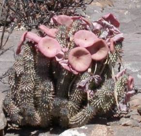 hoodia gordonii seeds