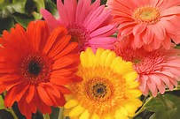 Stunning Multi Color Barberton Daisy BULBS X 5 - Happy Gardening