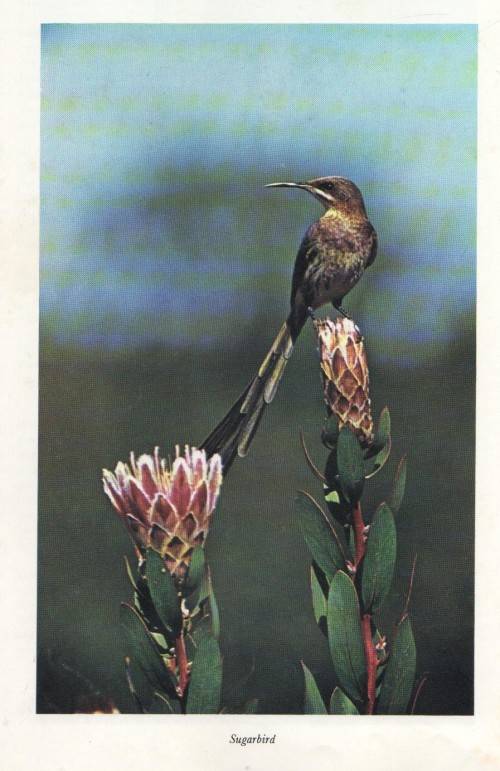 SOME BIRDS OF THE CAPE - J M WINTERBOTTOM AND C J UYS (1969)