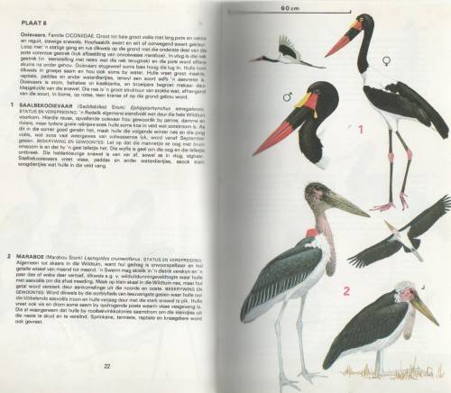 VOELS VAN SUIDER-AFRIKA 1: NASIONALE KRUGERWILDTUIN - KENNETH NEWMAN (1980)