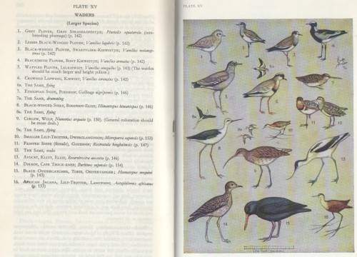 A FIRST GUIDE TO SOUTH AFRICAN BIRDS - LEONARD GILL (9 TH EDITION 1970)