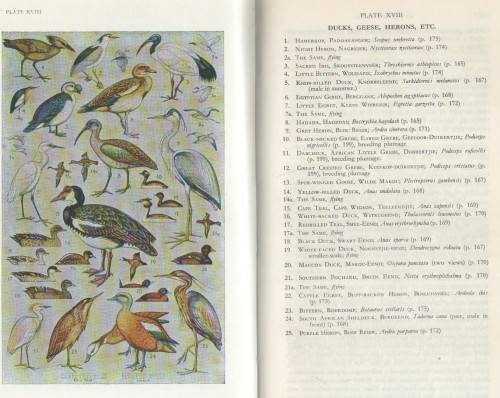 A FIRST GUIDE TO SOUTH AFRICAN BIRDS - LEONARD GILL (9 TH EDITION 1970)