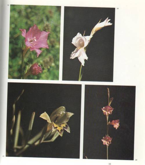 DIE WINTERGROEIENDE GLADIOLI VAN SUID-AFRIKA - G R DELPIERRE & N M DU PLESSIS (1974)