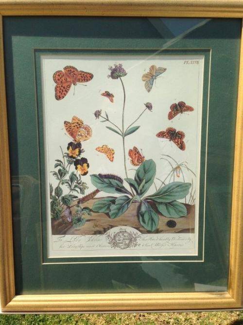 DECORATIVE COPPER ENGRAVING PLATE XXVIII BY MOSES HARRIS, FINELY HAND COLOURED (VALUE R2000)