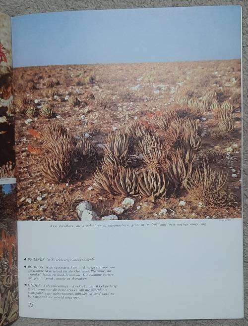 Aalwyne  Author: Barbara Jeppe