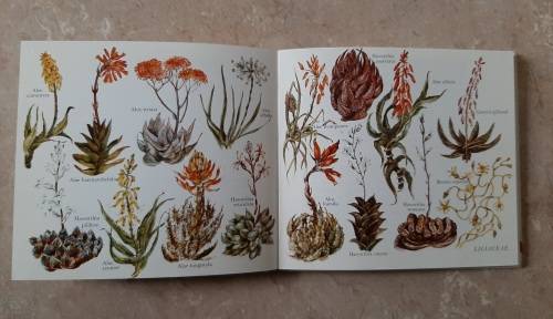 What Succulent is that? - Author: Hazel Stokes