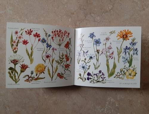 What Flower is that? ~ Spring - Author: Hazel Stokes