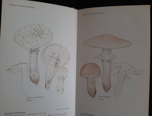 A Field Guide to the Mushrooms of S.A. - Author: Levin, Branch, Rappoport & Mitchell