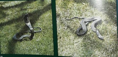 Poisonous South African Snakes  and Snakebite - Department of Health