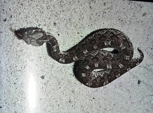 Poisonous South African Snakes  and Snakebite - Department of Health