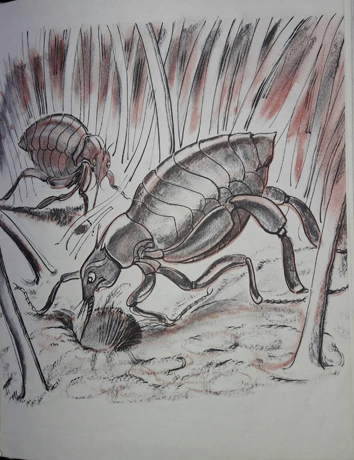 Frikki Vlooi - AAJ van Niekerk