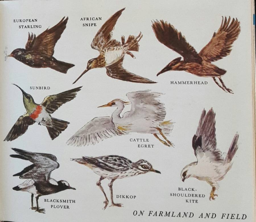 What Bird Is That? - Hazel Stokes