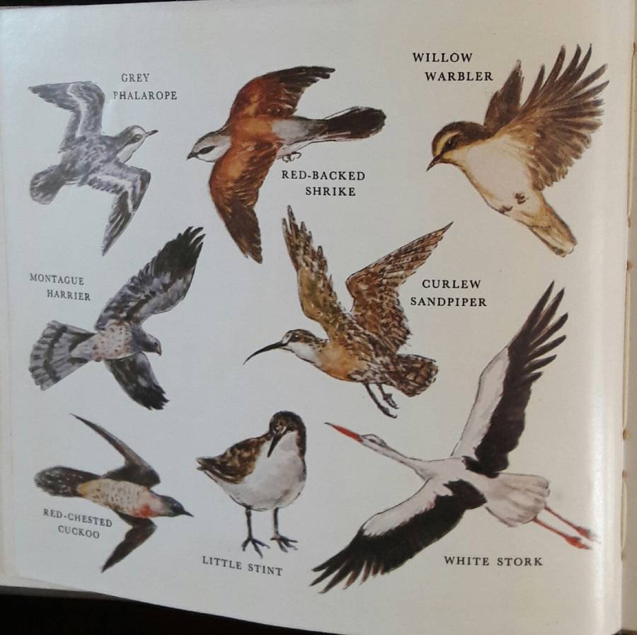 What Bird Is That? - Hazel Stokes