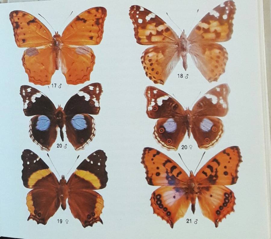 What Butterfly Is That - GC G C Dickson