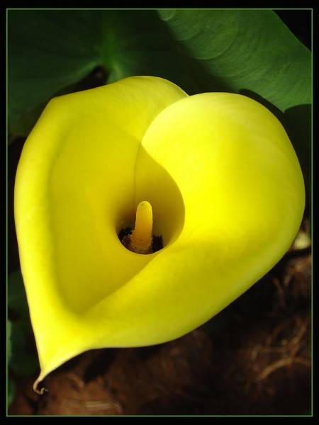 Yellow arum lily bulbs