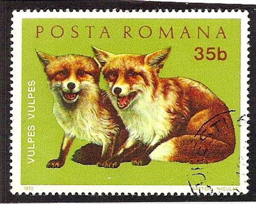 1972 35b Red Fox Cubs