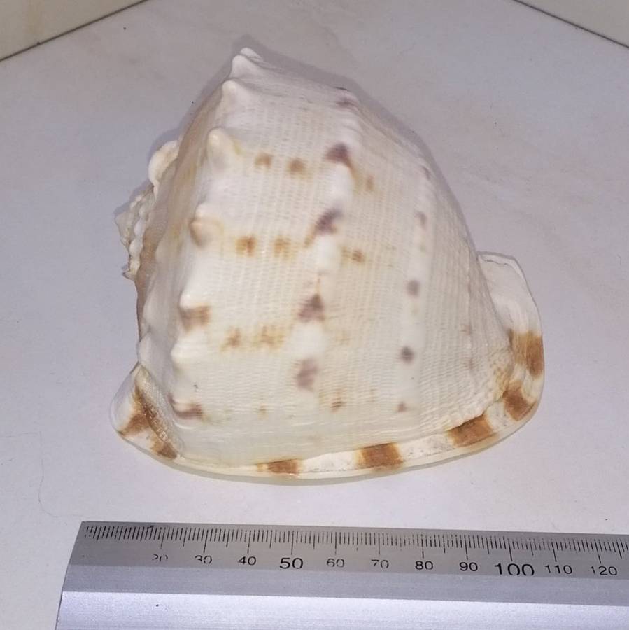 Large Sea Shell - CASSIS CORNUTA (Horned Helmet)