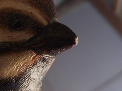 PAIR OF MALE AND FEMALE HARLEQUIN QUAIL'S FEATHERS OF KNYSNA