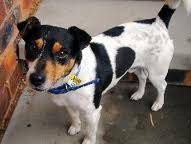 JACK RUSSEL CROSS